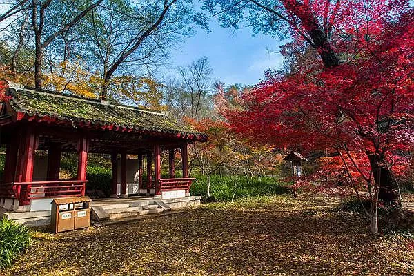 2021年長(cháng)沙菊花展在哪舉辦 岳麓山值得一看