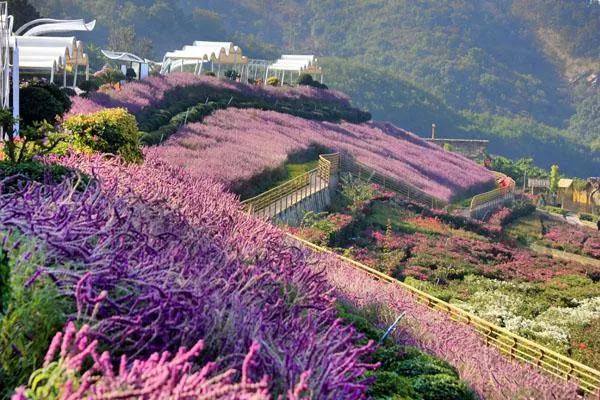 新津花舞人間<a href='http://m.jsbaijian.com/' target=_blank>旅游攻略</a> 附門(mén)票價(jià)格及交通指南